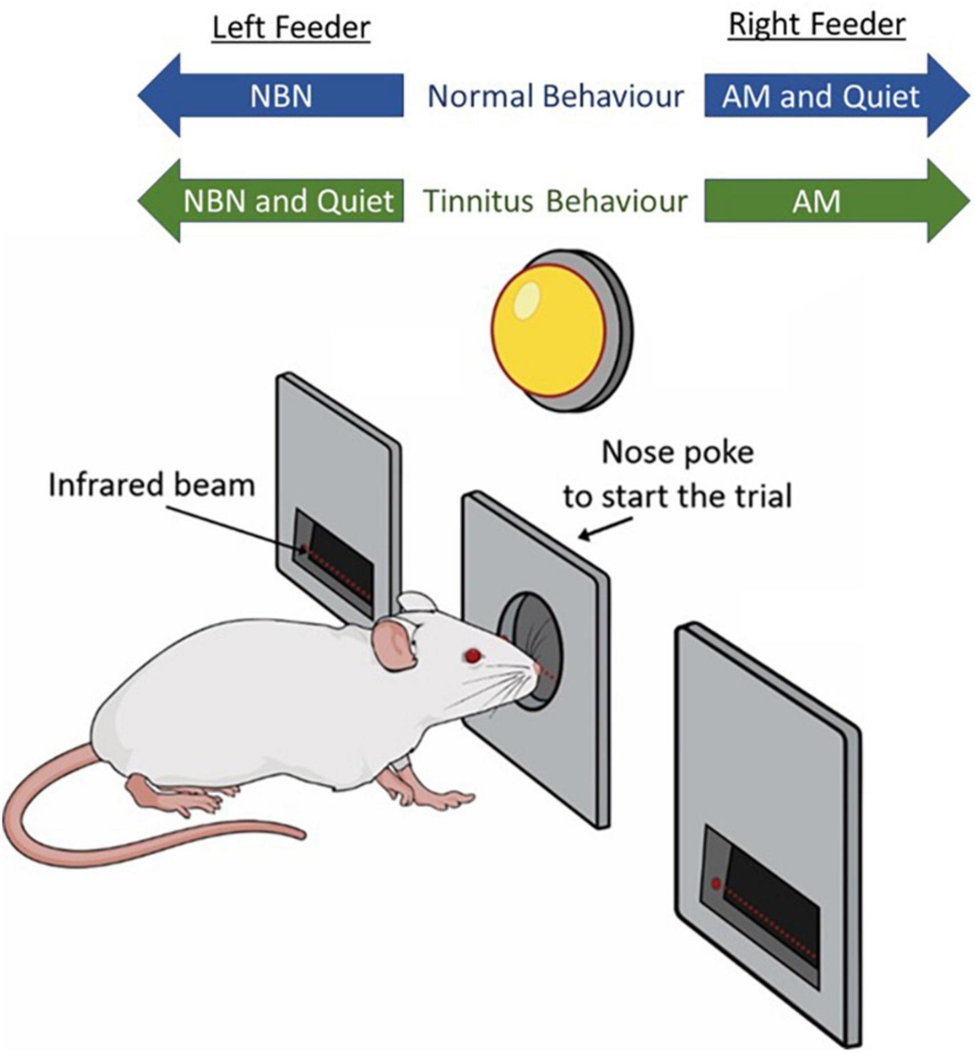 Using an appetitive operant conditioning paradigm to screen rats for tinnitus induced by intense sound exposure: Experimental considerations and interpretation